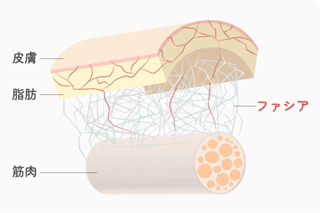 筋膜解説図